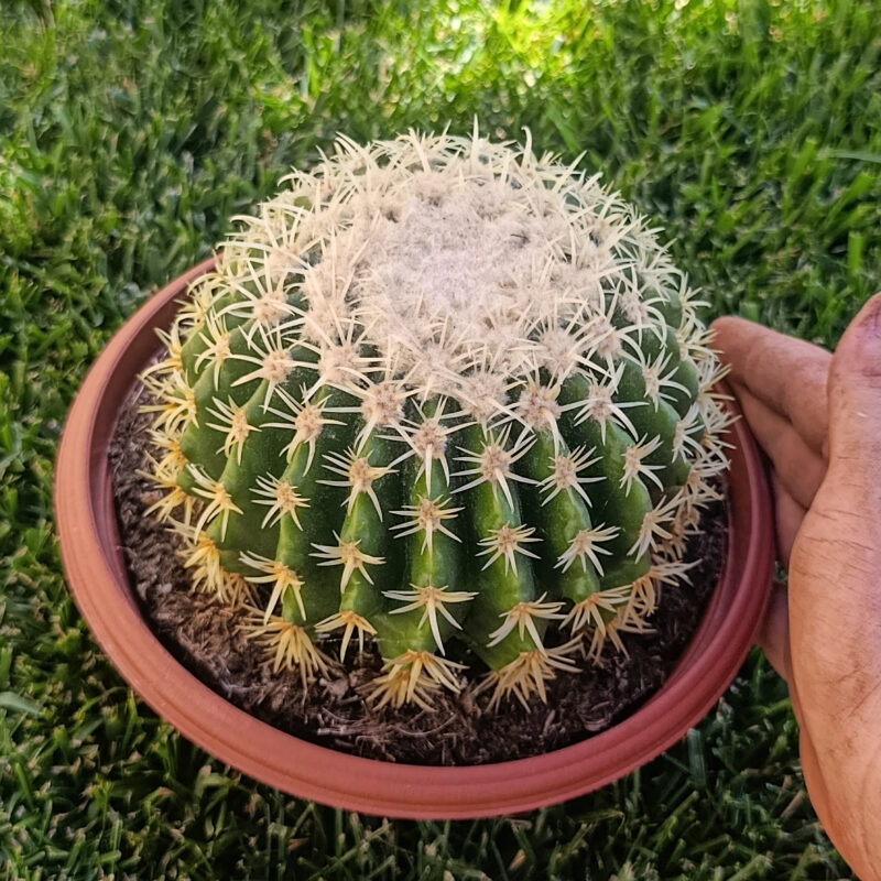 Echinocactus grusonii brevispinus