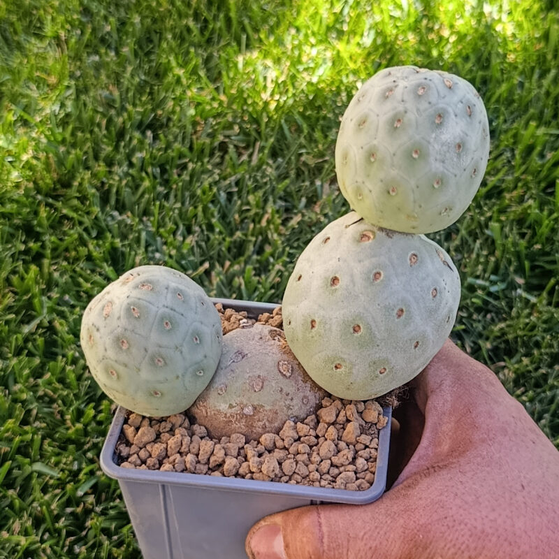 Tephrocactus geometricus inermis