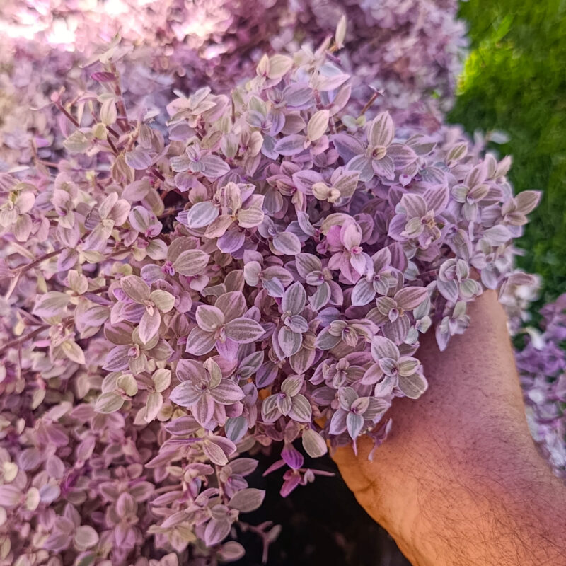 Callisia repens 'Pink Lady'
