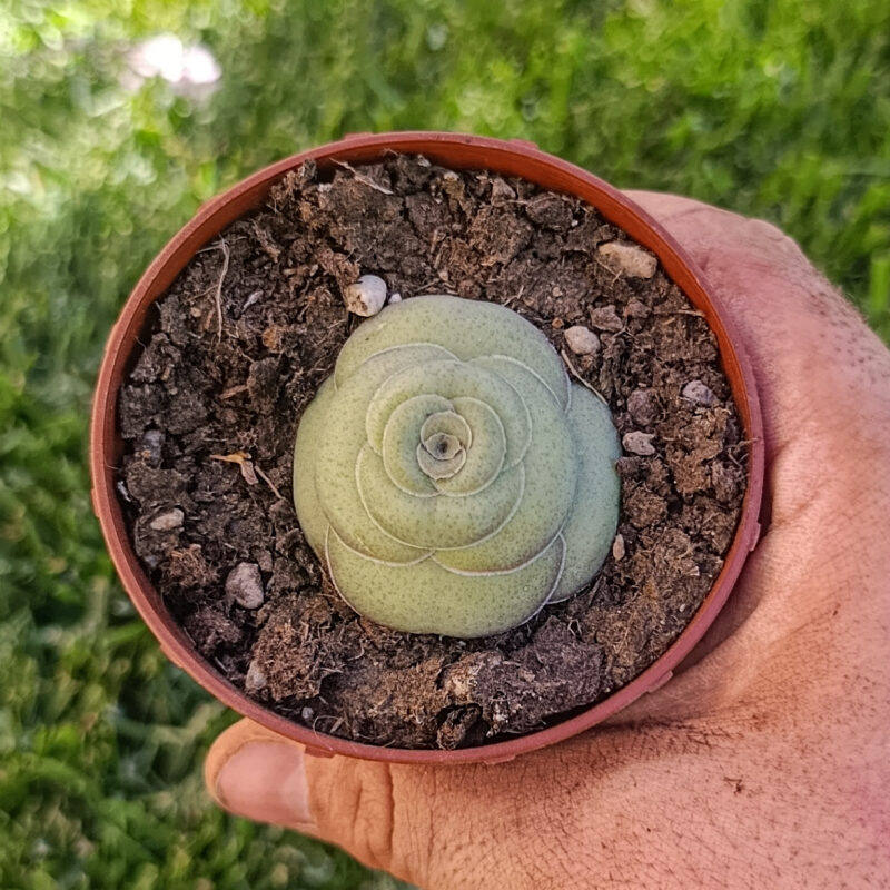 Crassula hemisphaerica