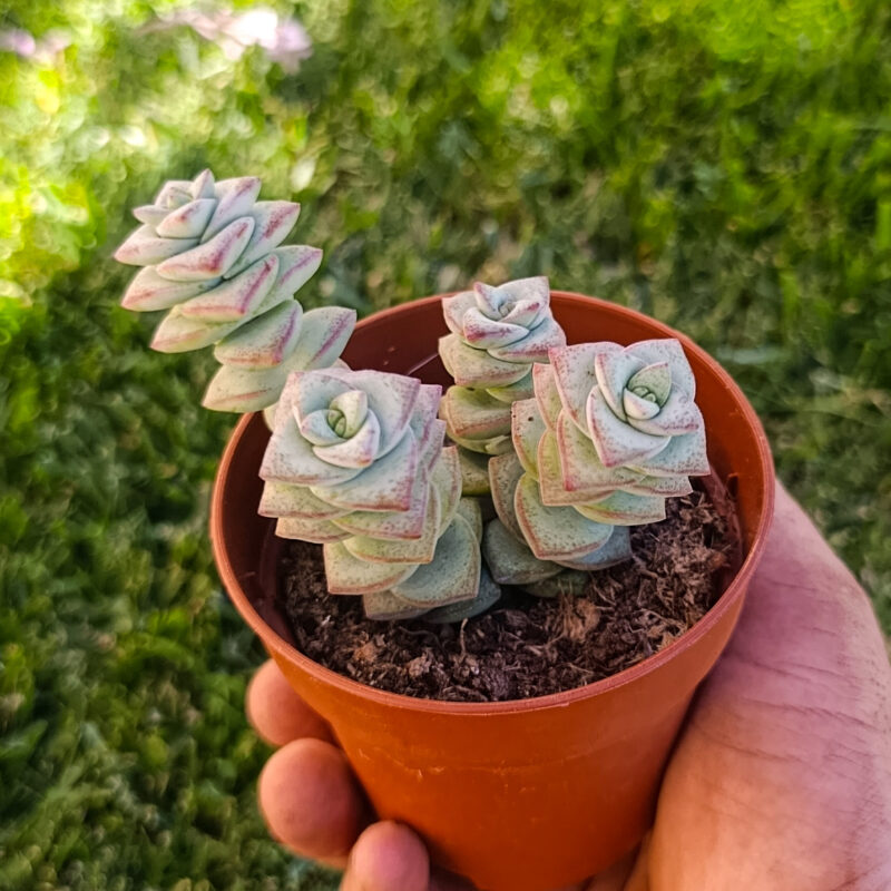 Crassula perforata