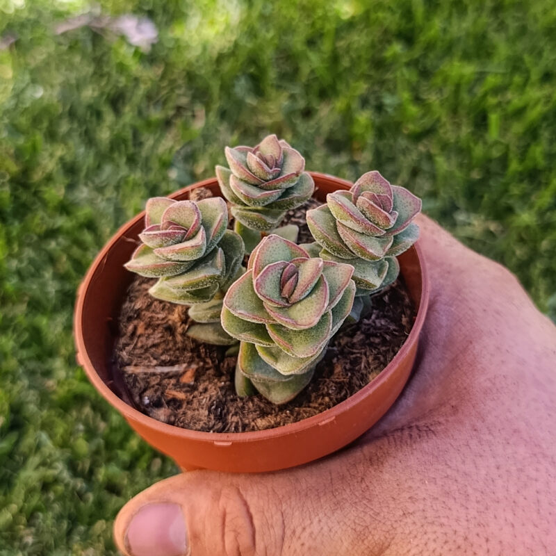 Crassula jade tower