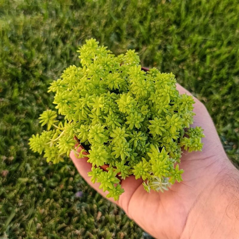 Sedum japonicum Tokyo Sun