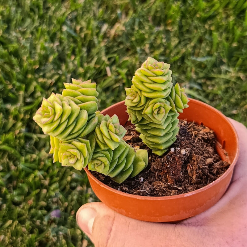 Crassula Green Pagoda
