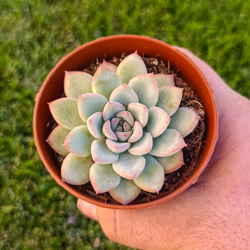 Echeveria hercules