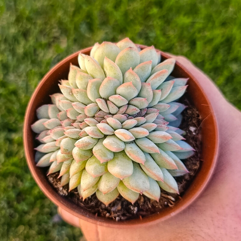 Echeveria hercules crestada