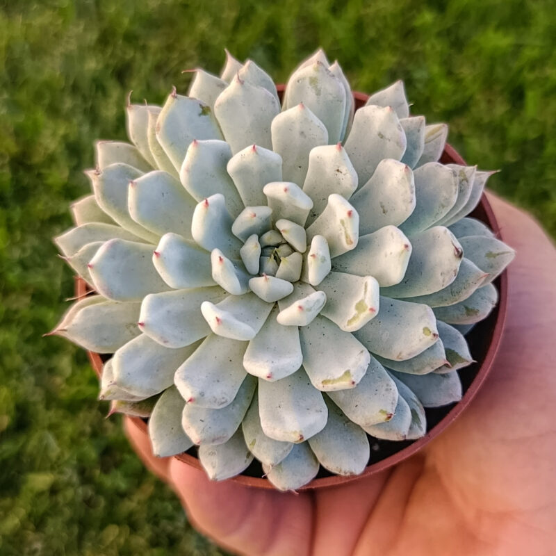 Echeveria cuspidata gemmula