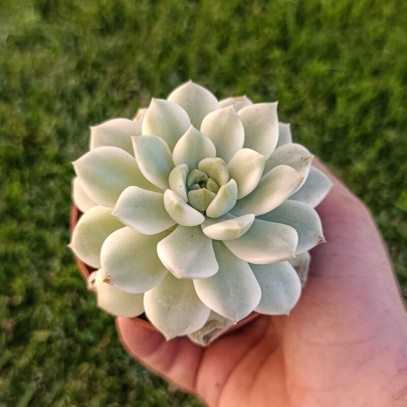 Echeveria Moon Fairy variegada