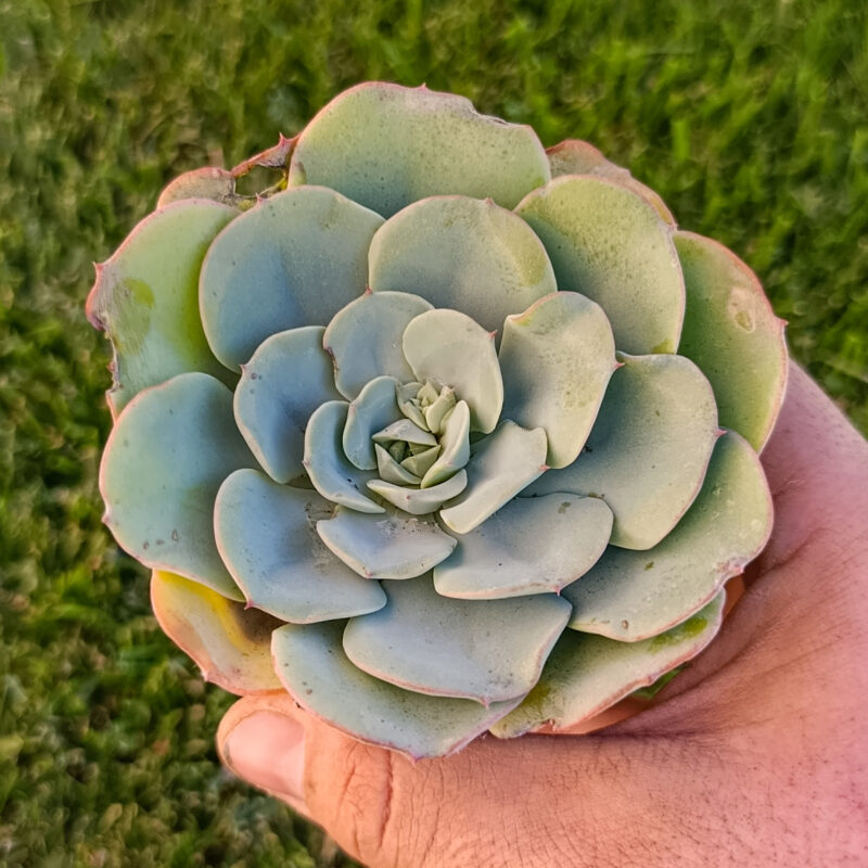 Echeveria atlantis