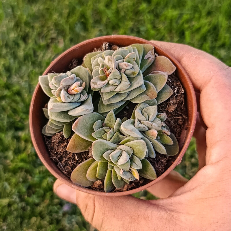 Crassula Coralita