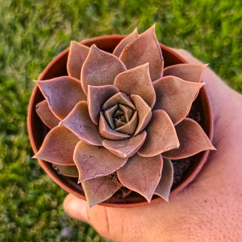 Echeveria Impi
