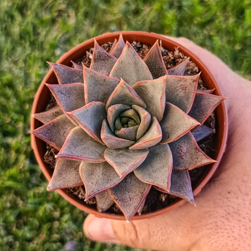 Echeveria sp