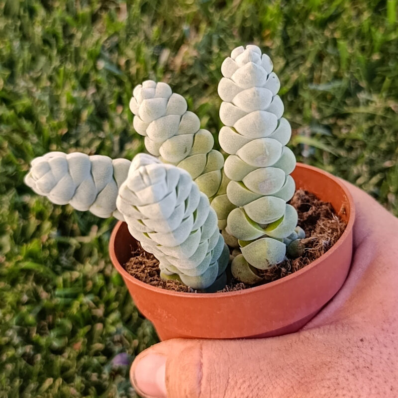 Crassula plegmatoides