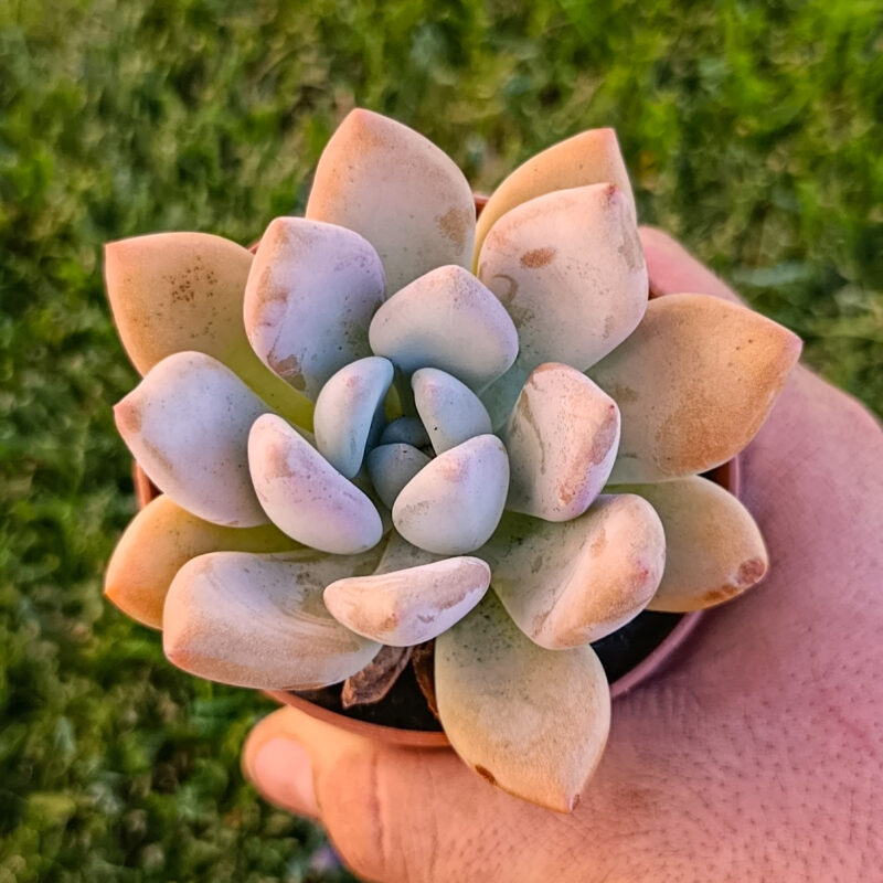 Echeveria opalina