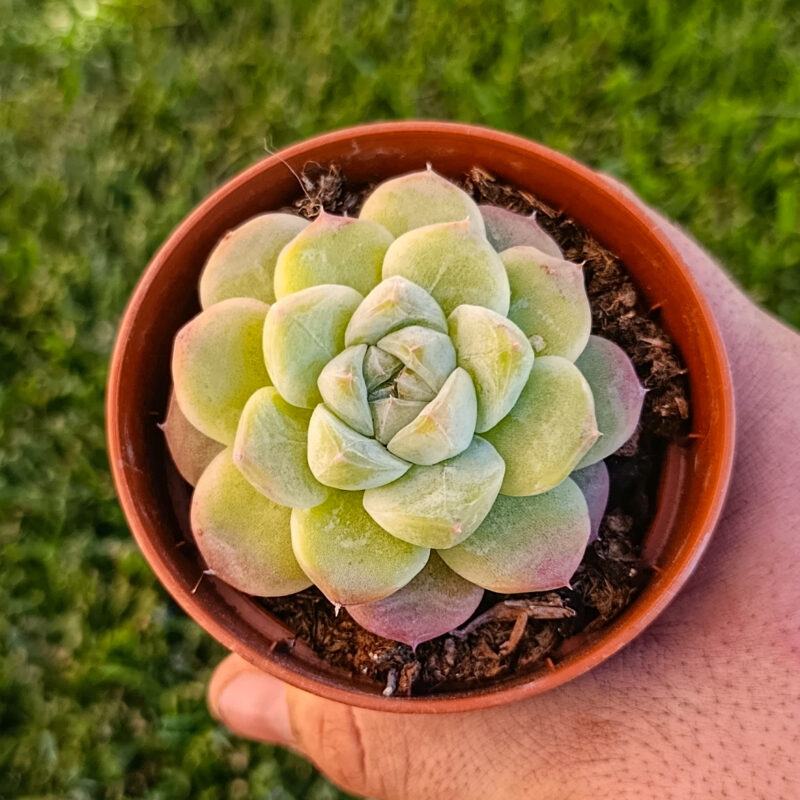Echeveria magic diamond