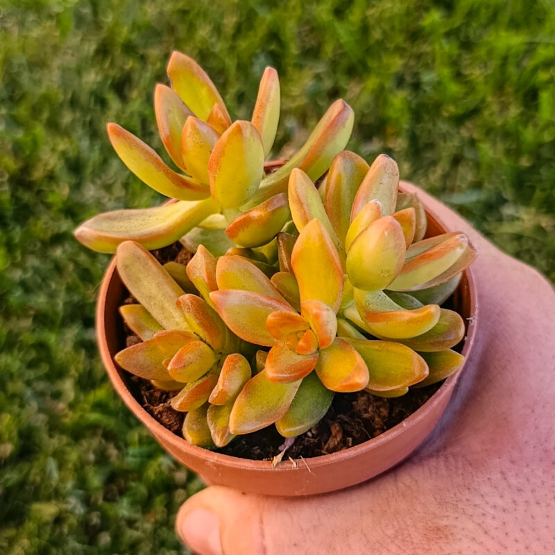 Sedum adolphii