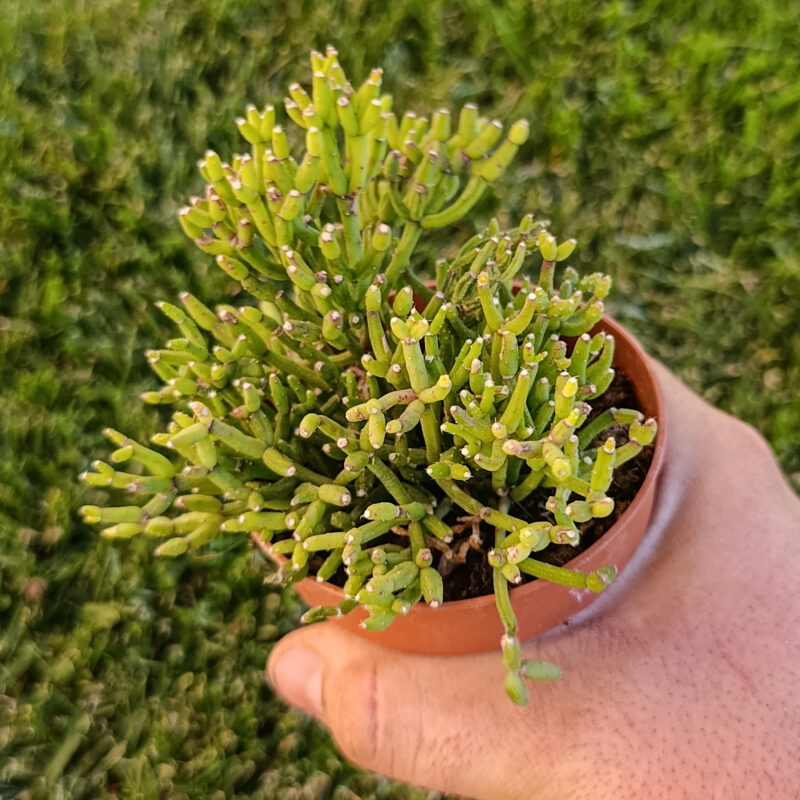 Rhipsalis salicornioides