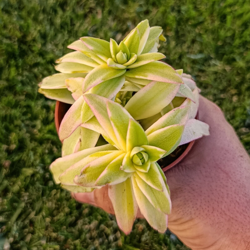 Crassula capitella Campfire variegata