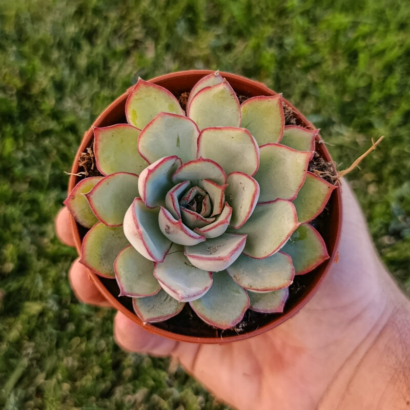 Echeveria Esther