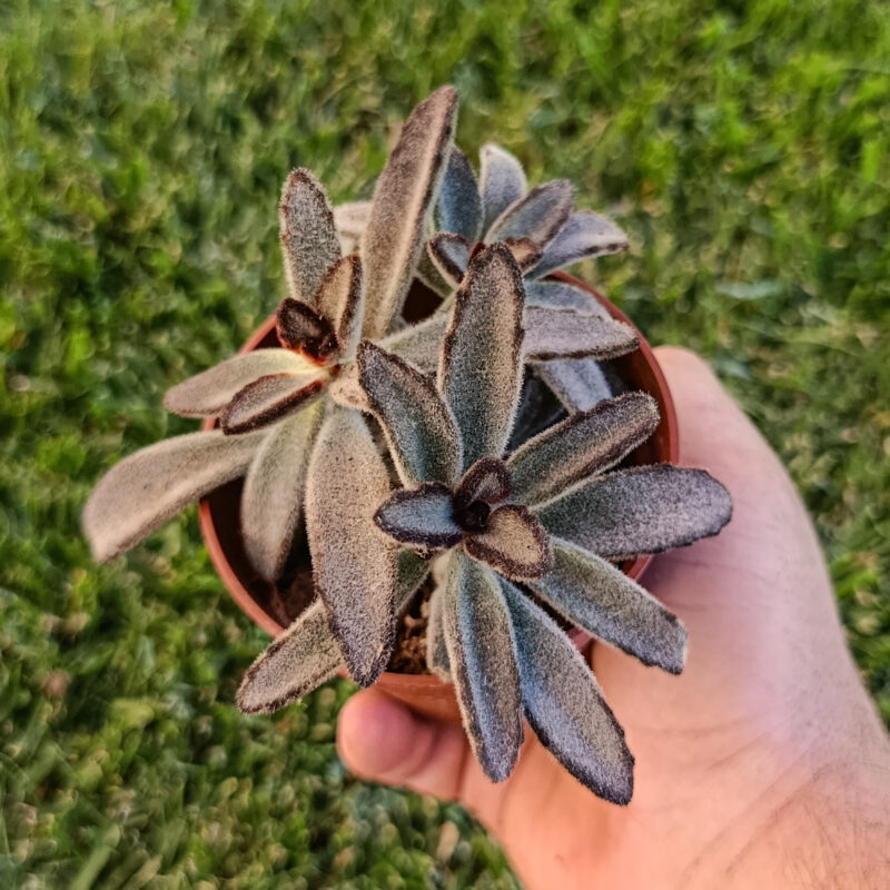 Kalanchoe tomentosa