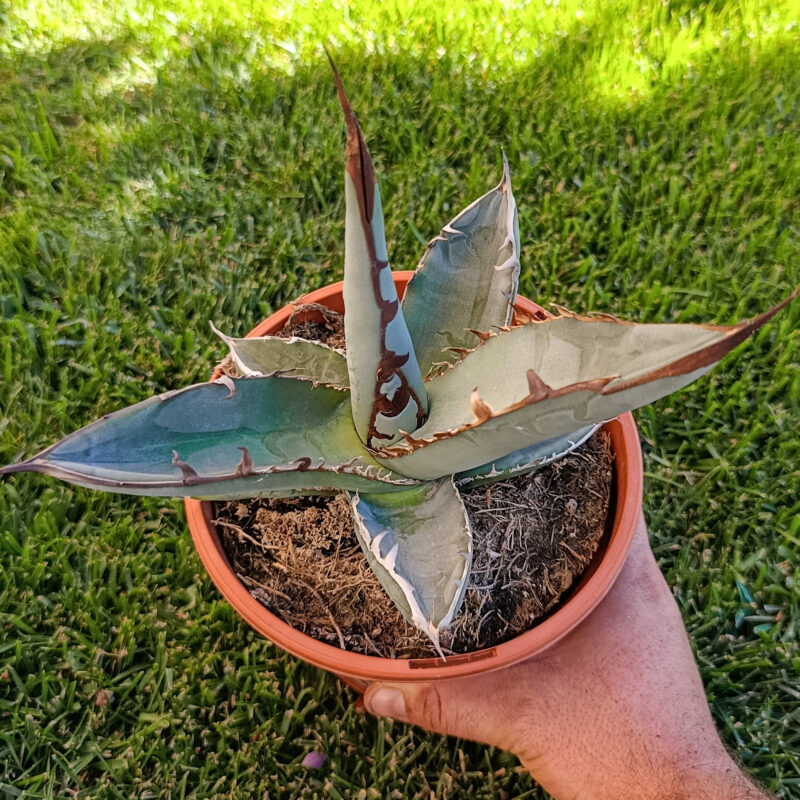 Agave titanota black and blue