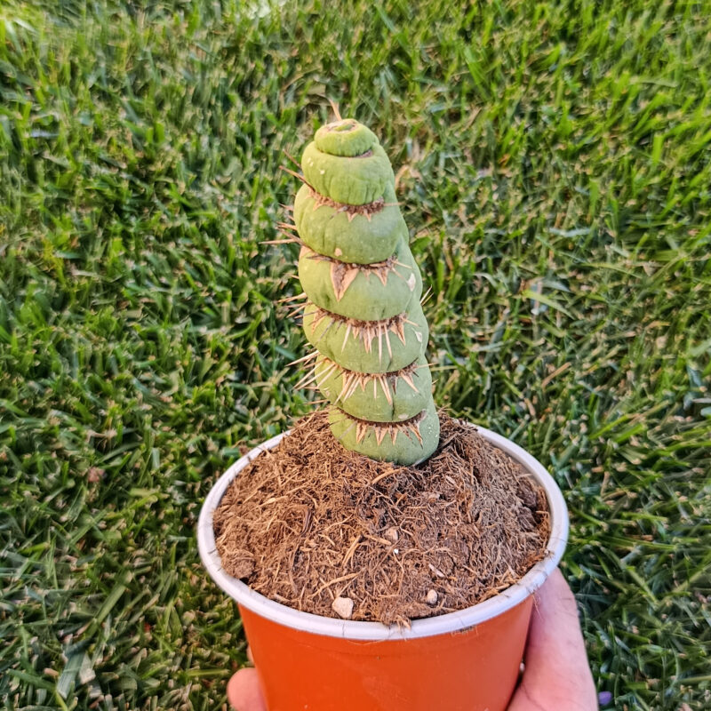Eulychnia castanea Spiralis