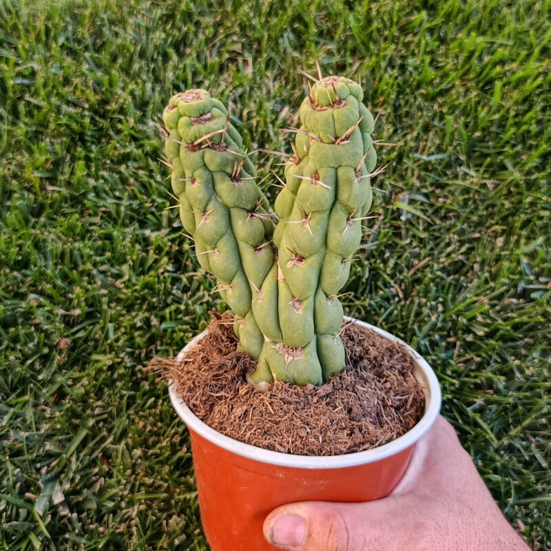 Eulychnia castanea Spiralis