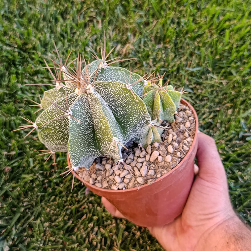 Astrophytum ornatum