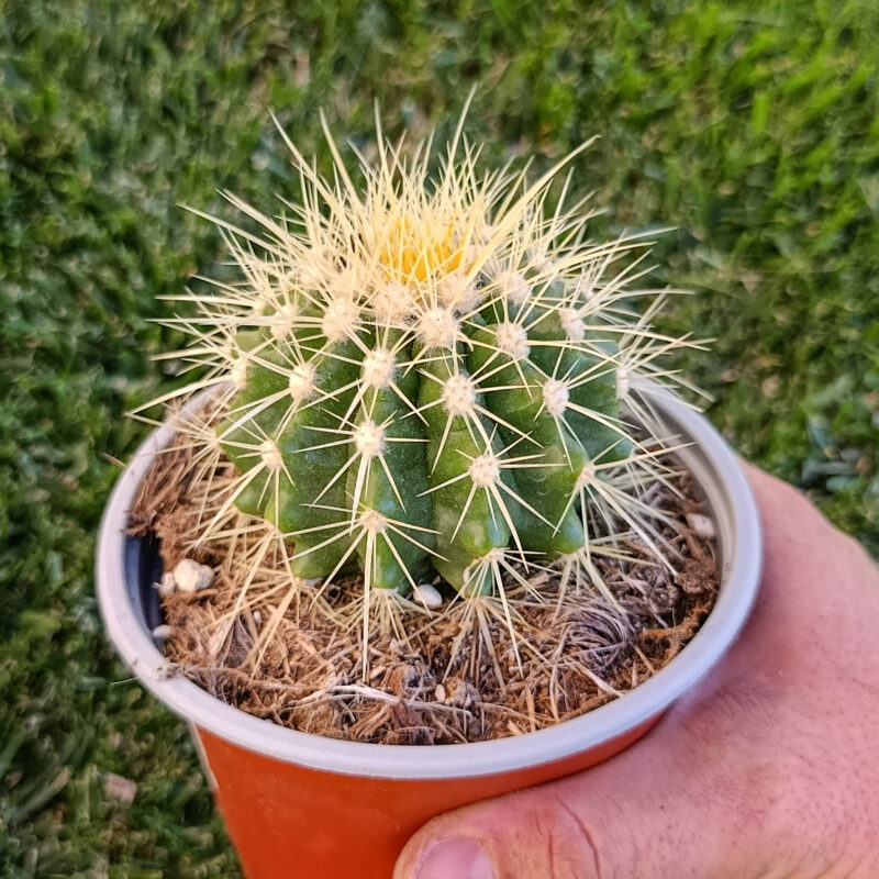 Echinocactus grusonii