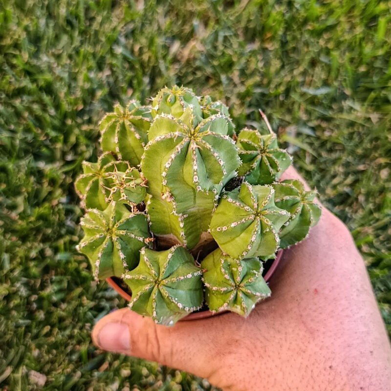 Euphorbia frankii
