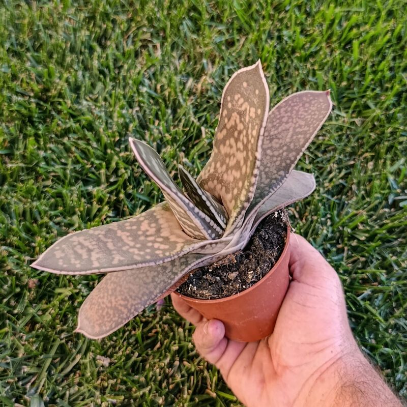 Gasteria verrucosa