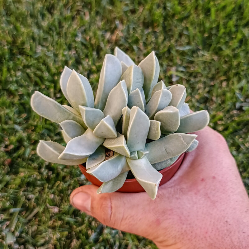 Faucaria Bosscheana
