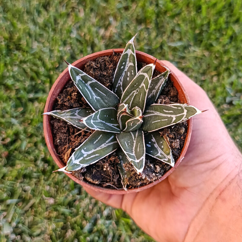 Agave victoriae-reginae