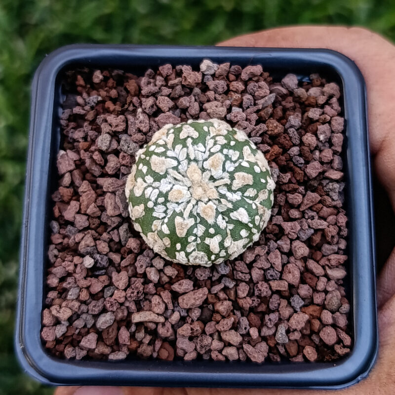 Astrophytum asterias cv superkabuto v-type
