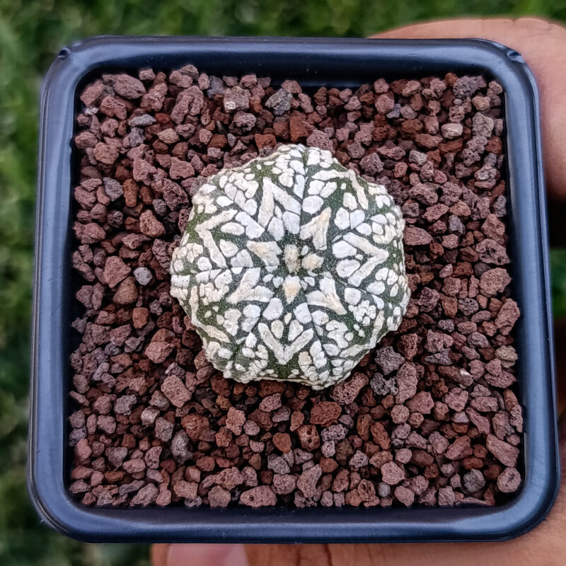 Astrophytum asterias cv superkabuto v-type