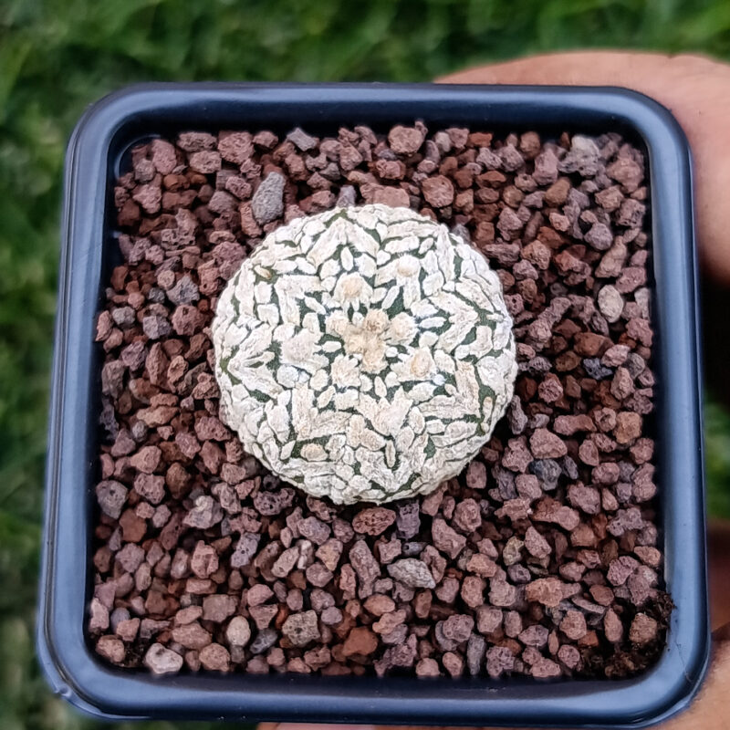 Astrophytum asterias cv superkabuto v-type