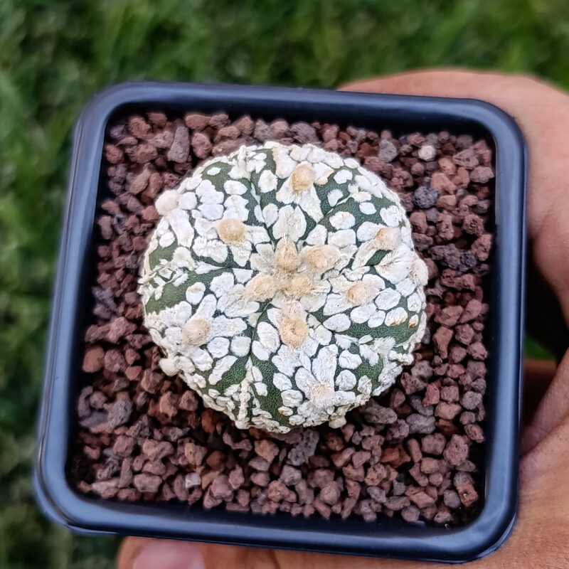 Astrophytum asterias cv superkabuto v-type