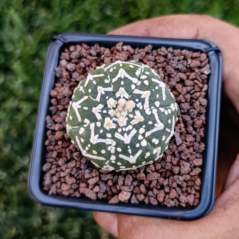 Astrophytum asterias cv superkabuto v-type