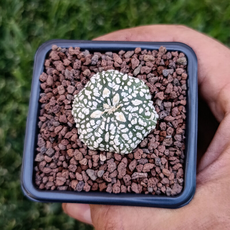 Astrophytum asterias cv superkabuto