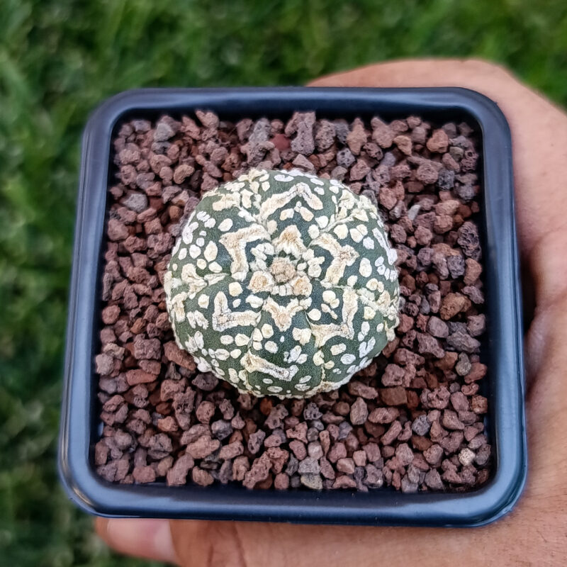 Astrophytum asterias cv superkabuto v-type