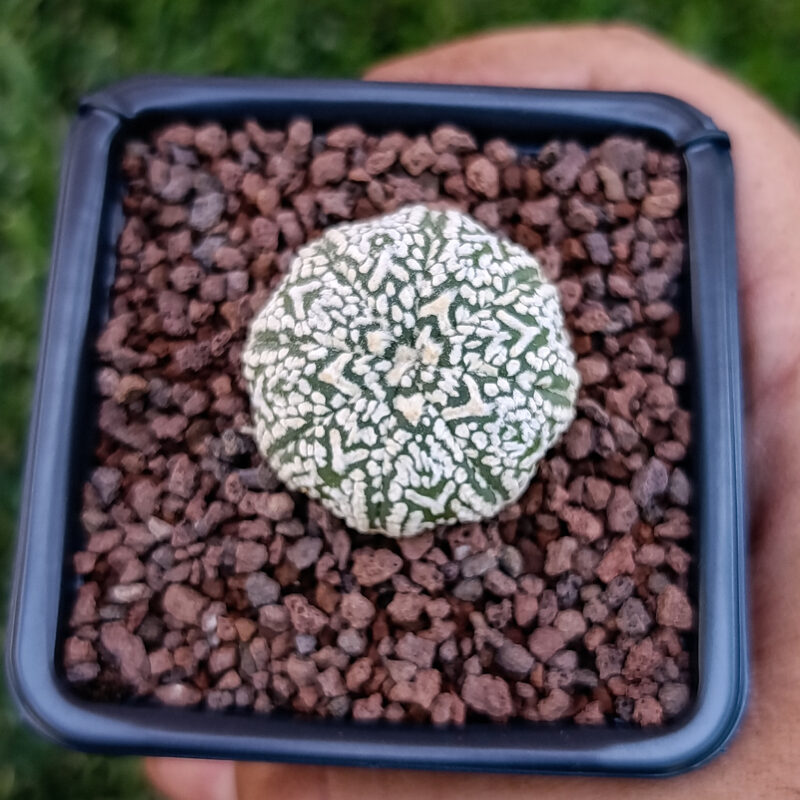 Astrophytum asterias cv superkabuto v-type