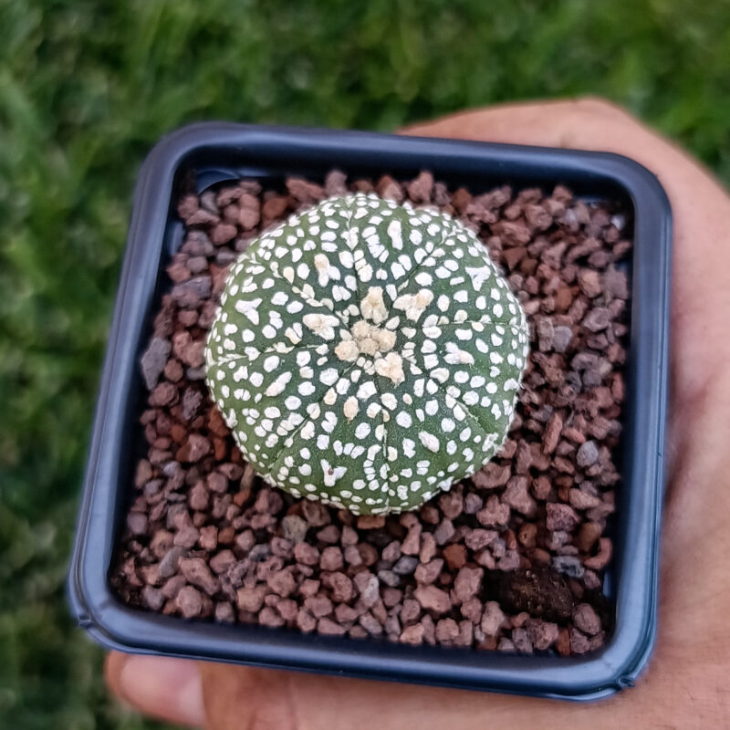Astrophytum asterias cv superkabuto v-type
