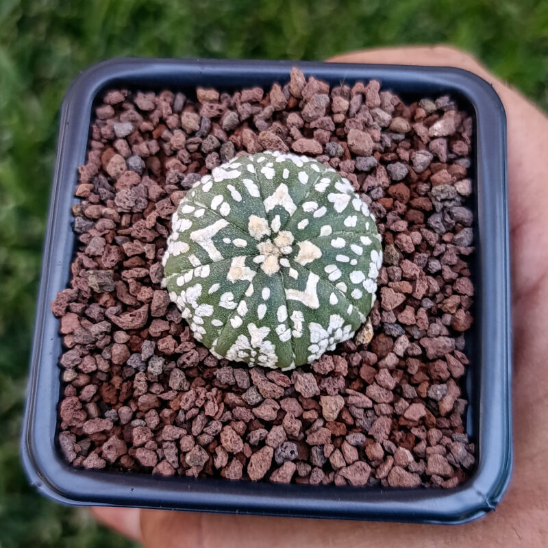 Astrophytum asterias cv superkabuto v-type