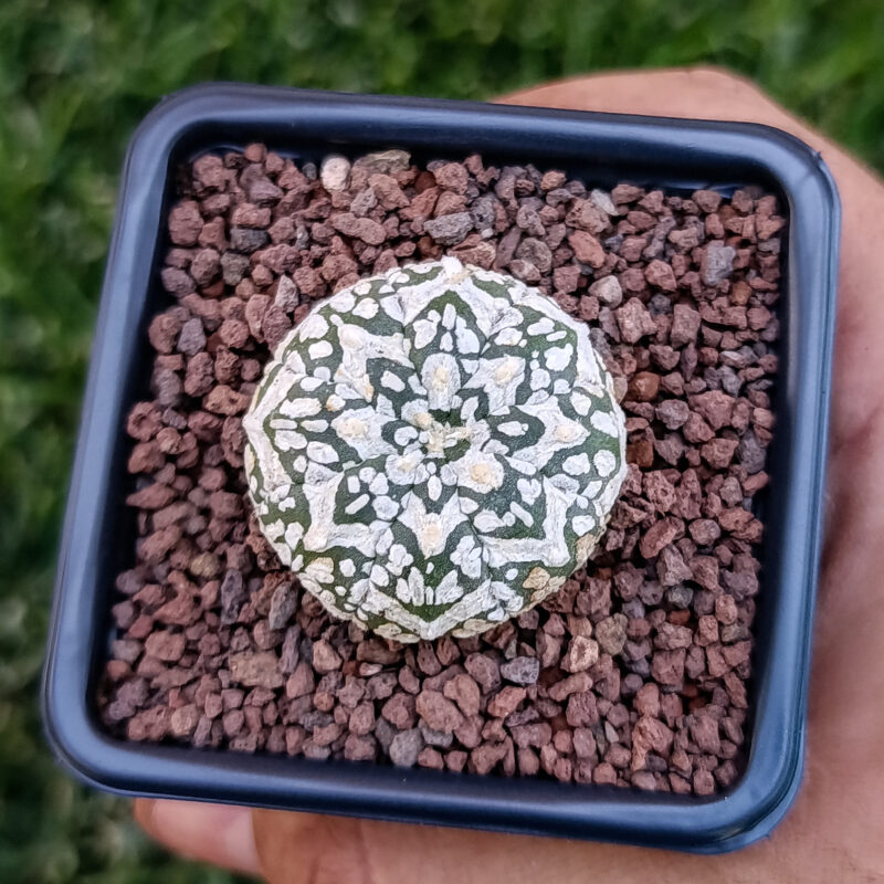 Astrophytum asterias cv superkabuto v-type