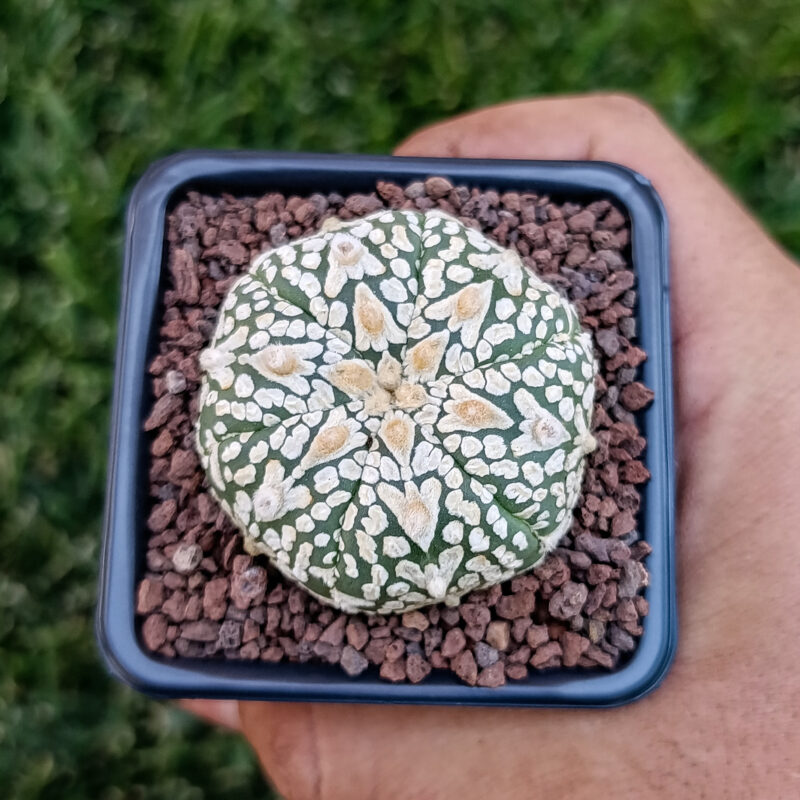 Astrophytum asterias cv superkabuto v-type