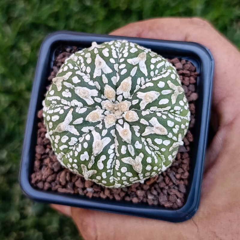 Astrophytum asterias cv superkabuto v-type