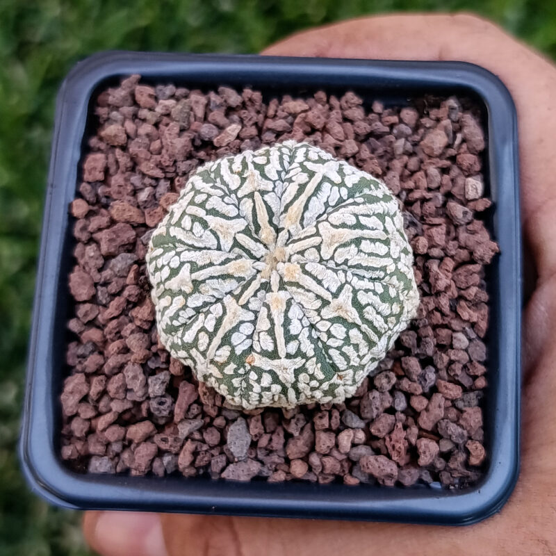 Astrophytum asterias cv superkabuto v-type miracle