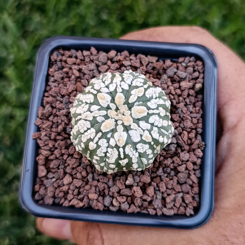 Astrophytum asterias cv superkabuto