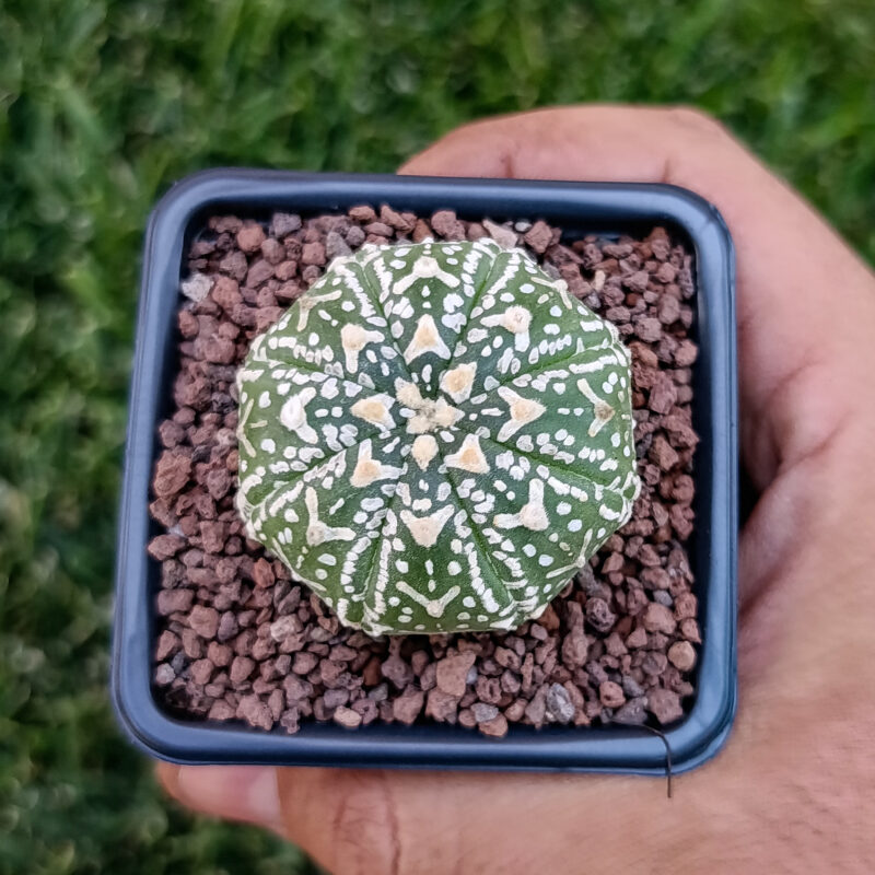 Astrophytum asterias cv superkabuto v-type