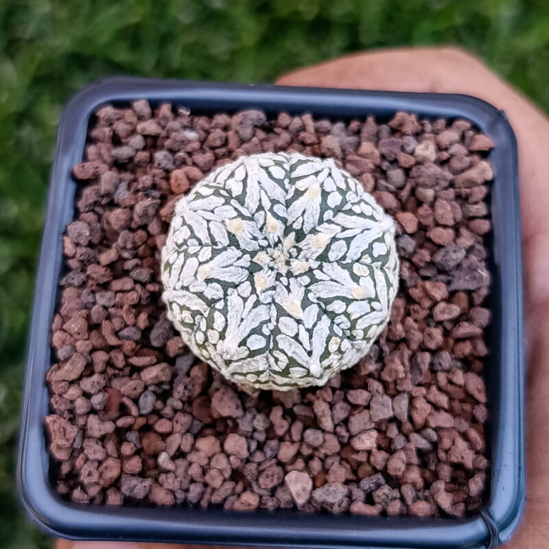 Astrophytum asterias cv superkabuto v-type